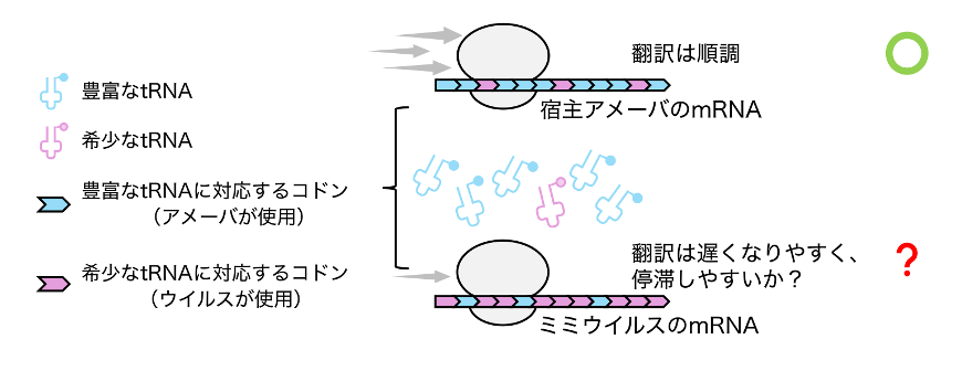 巨大ウイルスのmRNA翻訳戦略～局所環境構築を構築し宿主との競合を回避か?～